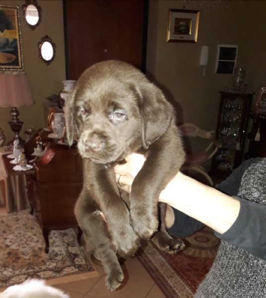 cuccioli di labrador vari colori nati in  casa | Foto 1