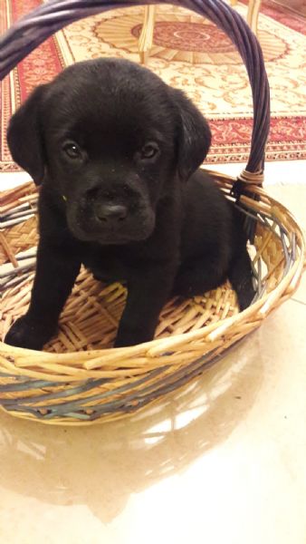 cuccioli di labrador vari colori nati in  casa | Foto 0