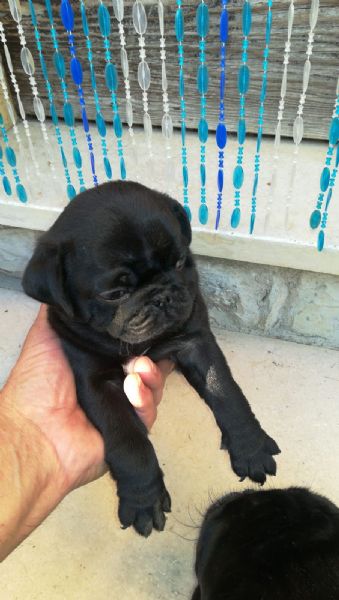 cuccioli di carlino sabbia e neri bellissimi | Foto 0