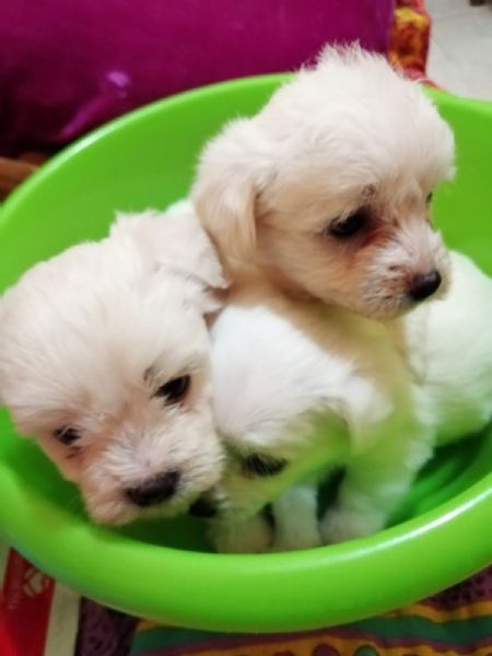 CUCCIOLI DI MALTESE TOY PICCOLI NATI IN CASA | Foto 0