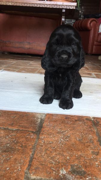 cuccioli di cocker spaniel inglese | Foto 0