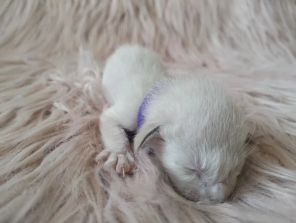 Gattini Siamesi orientali | Foto 3