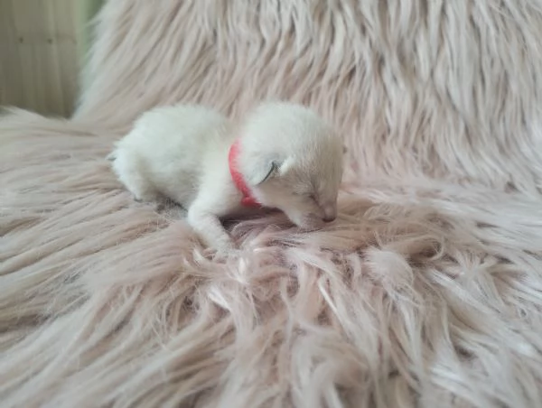 Gattini Siamesi orientali | Foto 2