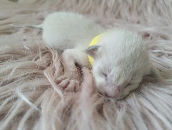 Gattini Siamesi orientali | Foto 1