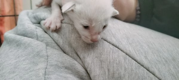 Gattini Siamesi orientali