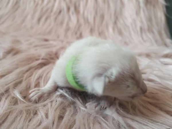 Gattini Siamesi orientali | Foto 0