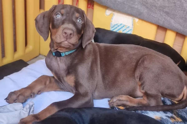 Cuccioli di Dobermann Cioccolato