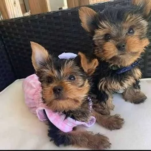 Cuccioli di Yorkshire Terrier in adozione