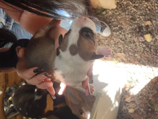 Cuccioli Amstaff | Foto 4