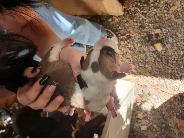 Cuccioli Amstaff | Foto 3