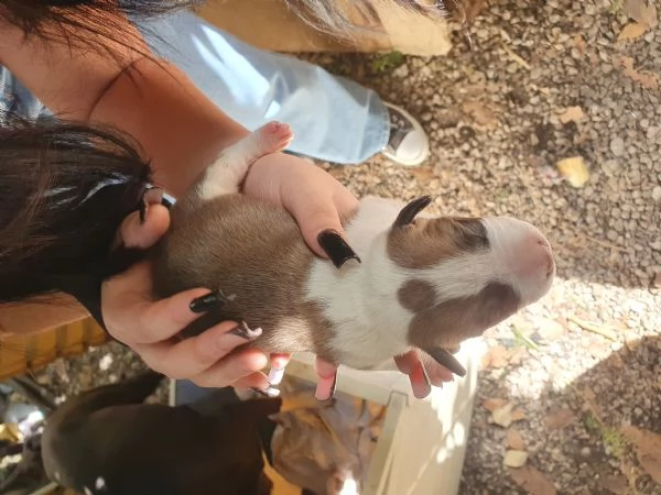 Cuccioli Amstaff | Foto 2