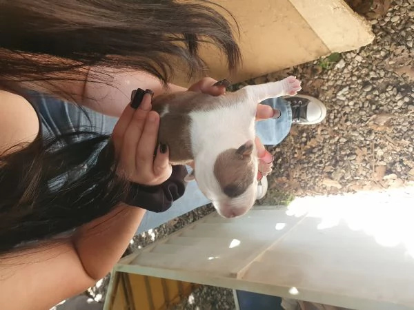 Cuccioli Amstaff | Foto 1