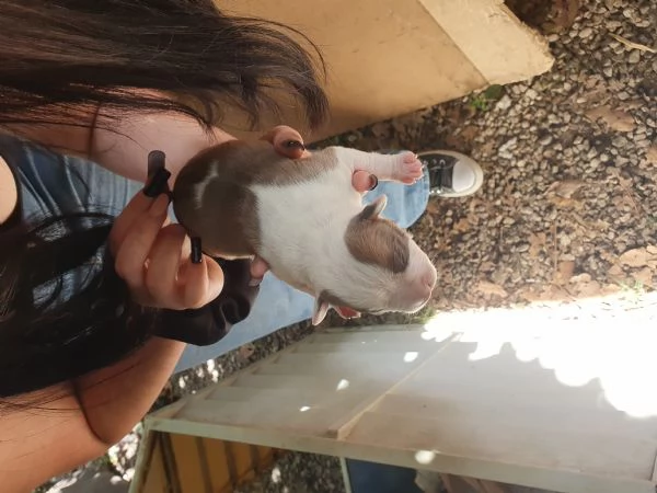 Cuccioli Amstaff | Foto 0