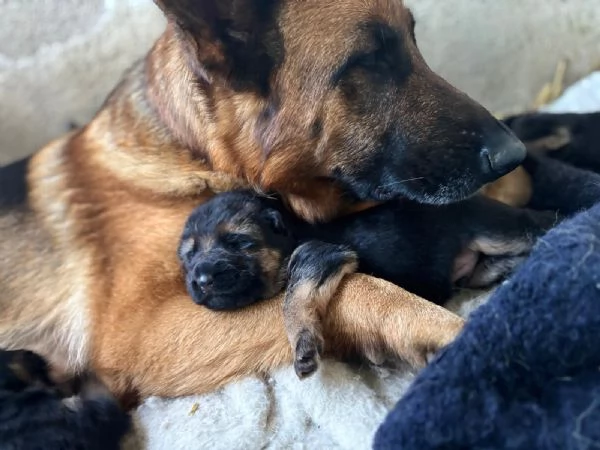 CUCCIOLI DI PASTORE TEDESCO - Nero Focato - Pelo Corto