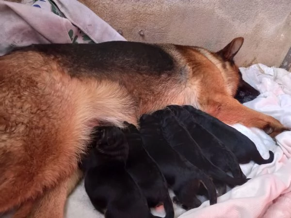 CUCCIOLI DI PASTORE TEDESCO - Nero Focato - Pelo Corto | Foto 3