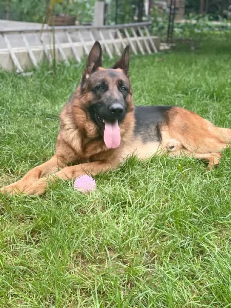 CUCCIOLI DI PASTORE TEDESCO - Nero Focato - Pelo Corto | Foto 2
