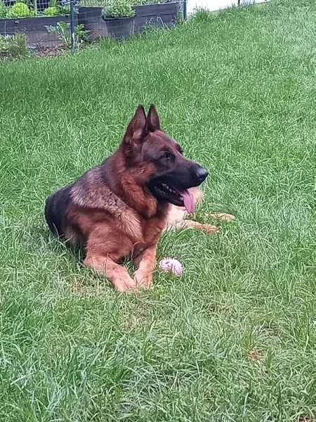 CUCCIOLI DI PASTORE TEDESCO - Nero Focato - Pelo Corto | Foto 1