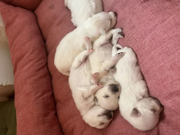 VOLPINI DI POMERANIA