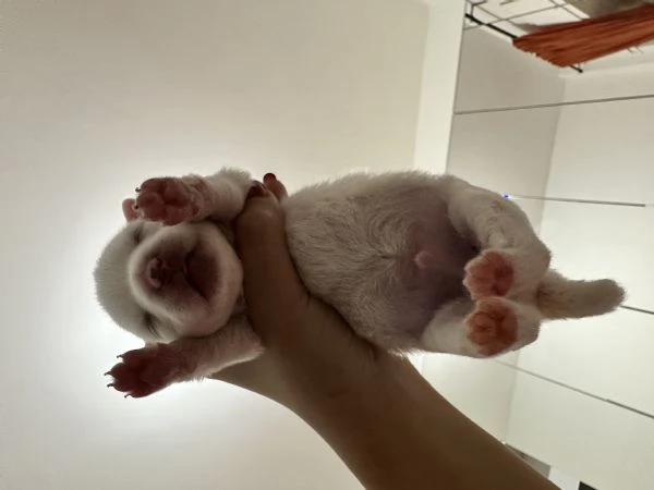 VOLPINI DI POMERANIA | Foto 1