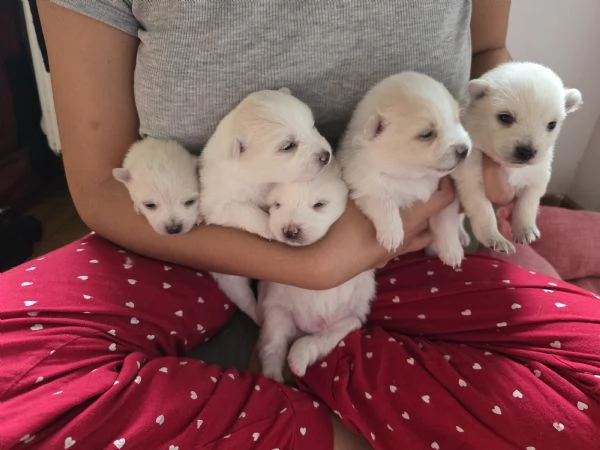 VOLPINI DI POMERANIA | Foto 0