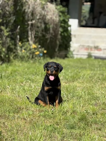Cuccioli di Rottweiler 