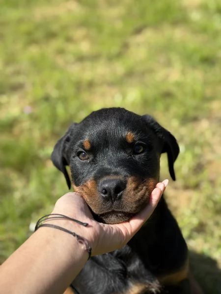 Cuccioli di Rottweiler  | Foto 2