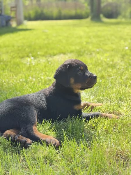 Cuccioli di Rottweiler  | Foto 1