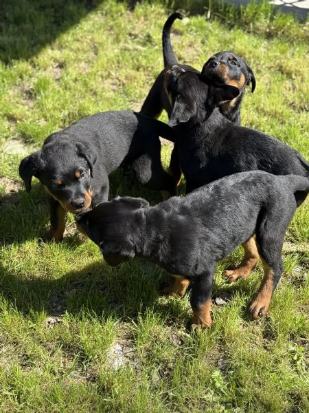 Cuccioli di Rottweiler  | Foto 0