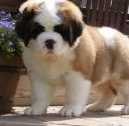 REGALO san Bernardo MASCHIO E FEMMINA  | Foto 0