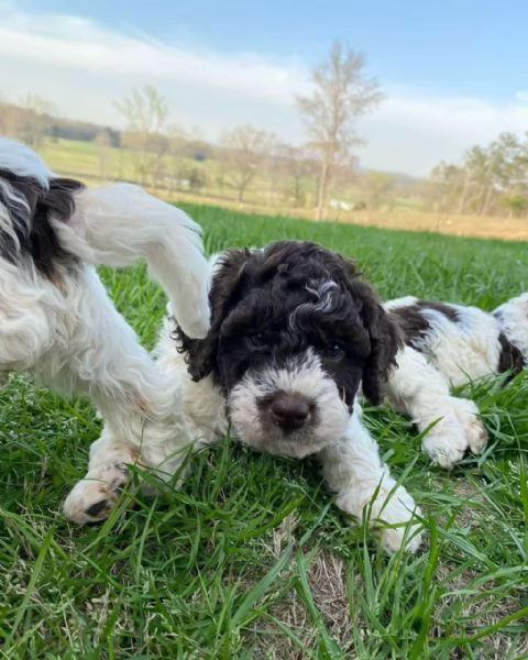 Regalo lagotto romagnolo  disponibie maschio e femmina | Foto 0