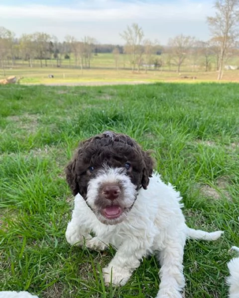 Regalo lagotto romagnolo  disponibie maschio e femmina