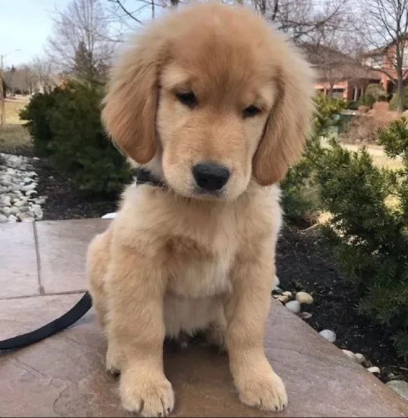 Regalo golden retriever pura maschio e femmina 