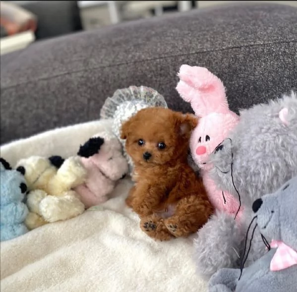 Regalo maltipoo mini  per la tua adorabile famiglia