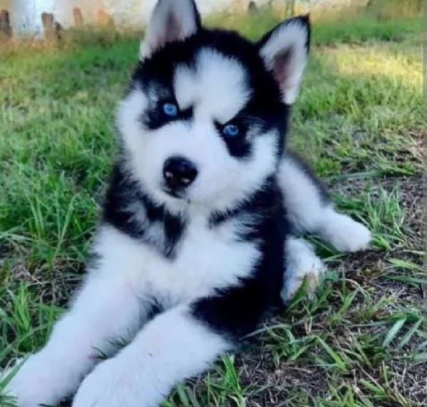 Cuccioli di husky bianchi e neri disponibili per l'adozione