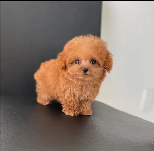 Dolce barboncino e maltipoo per persone dolci. | Foto 0