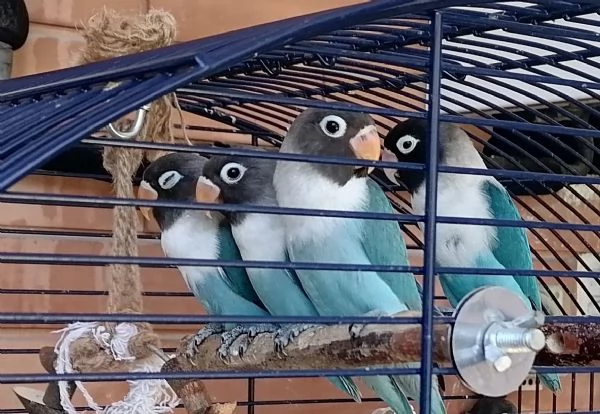 Vendita inseparabili personata 