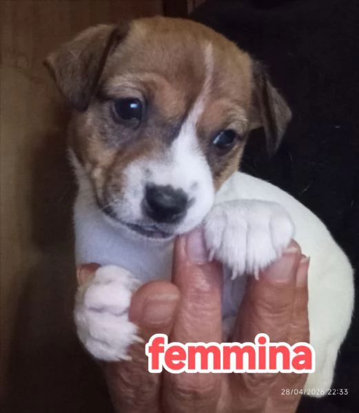 Cuccioli di jack Russell terrier  | Foto 12