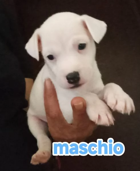 Cuccioli di jack Russell terrier  | Foto 11