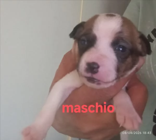 Cuccioli di jack Russell terrier  | Foto 4