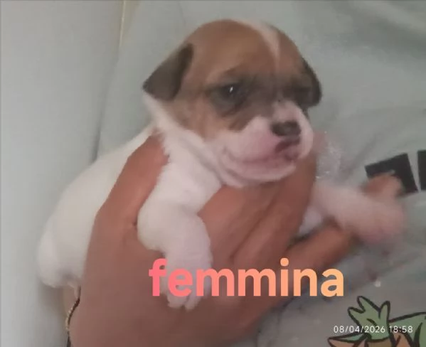 Cuccioli di jack Russell terrier  | Foto 3