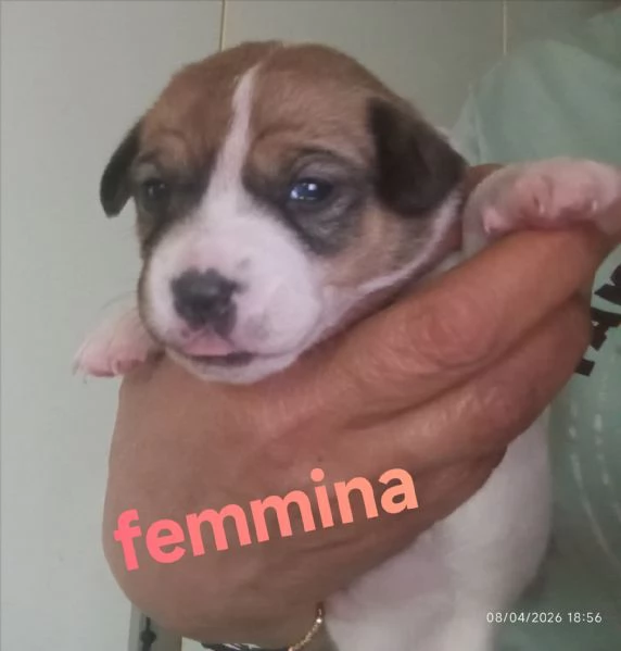 Cuccioli di jack Russell terrier  | Foto 2