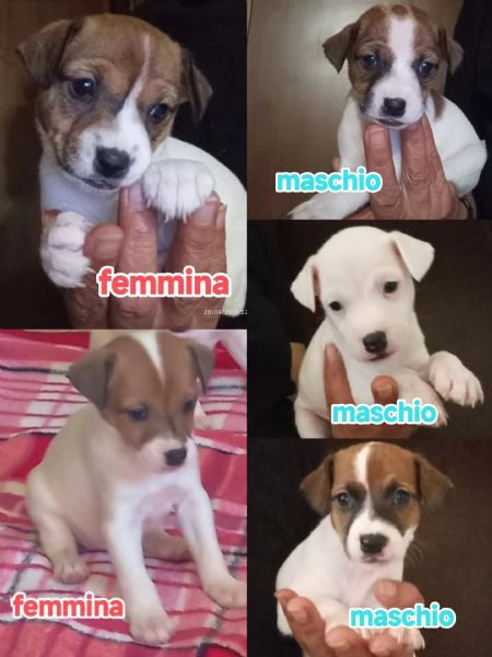Cuccioli di jack Russell terrier  | Foto 5