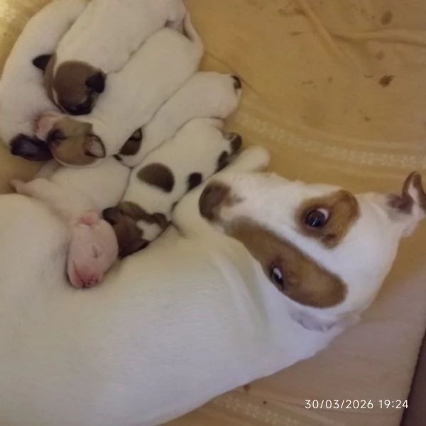 Cuccioli di jack Russell terrier  | Foto 1