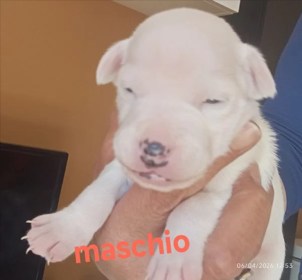 Cuccioli di jack Russell terrier  | Foto 0