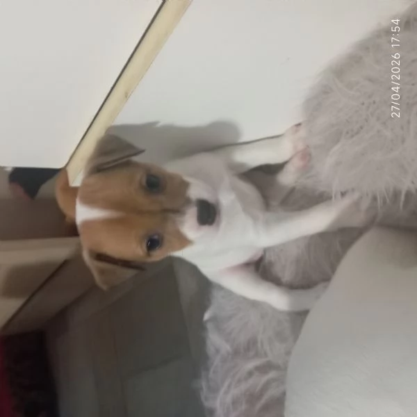 Cuccioli di jack Russell terrier  | Foto 0