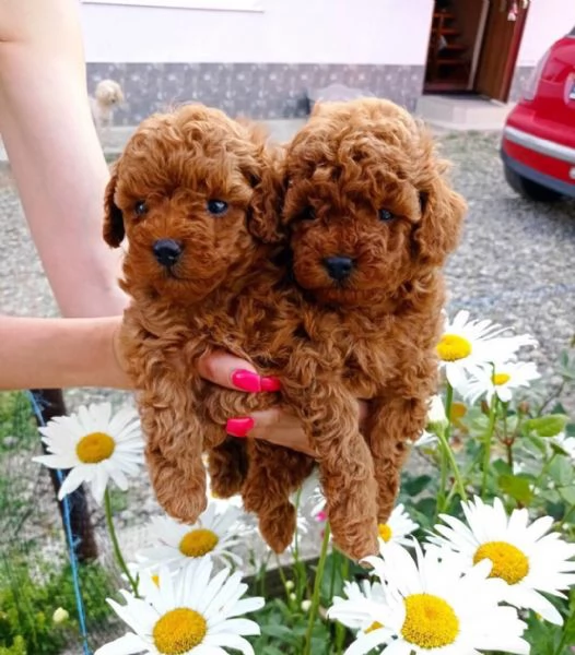 Adorabili cuccioli di barboncino in regalo per l'adozione