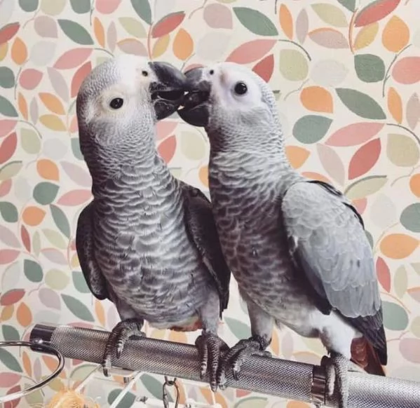 Regalo, pappagalli cenerini dalla coda rossa in adozione: