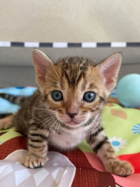 Regalo, bellissimi gattini Bengala in cerca di adozione