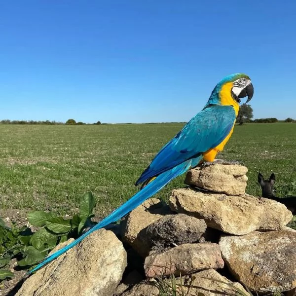 Regala splendidi pappagalli Ara in adozione