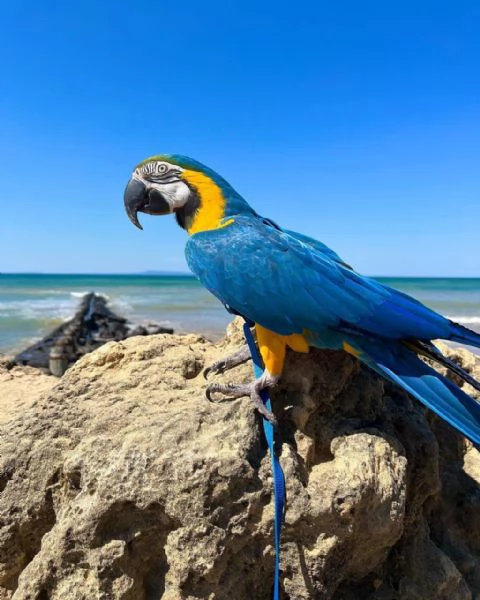 Regala splendidi pappagalli Ara in adozione